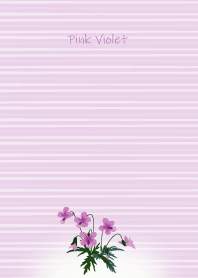 January's birth flower,Pink Violet