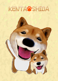 Kenta Shiba (DOG)