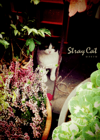 Stray Cat -flower-