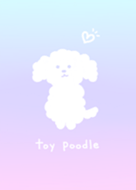 Cute toy poodle1