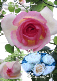 My garden, My rose_Pierre de Ronsard_7