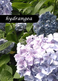 美麗的藍色繡球花3