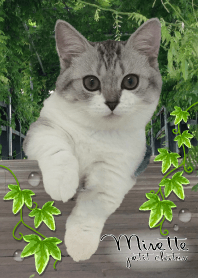 nature cat ネイチャーねこ