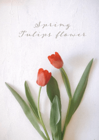 Tulips flower_spring