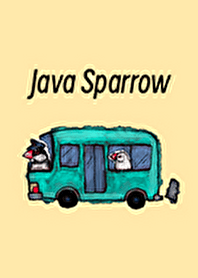 VIVA Java Sparrow