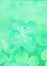 4leaf Clover Photo#6-30Not AI