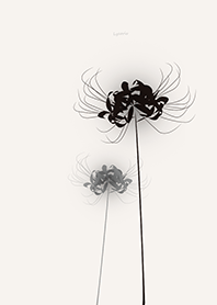 Lycoris black Background Beige