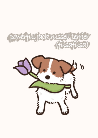 powerful jack russell terrier(fuwafuwa)