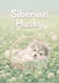 Pretty Siberian Husky In Clover