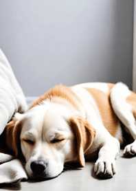 Sleeping Cat and Dog cwt2Z