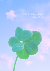 Real Lucky Clover 7-leaf#4-4