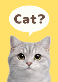 British Shorthair Simples 3 Yellow 04
