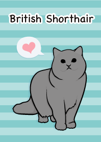 British Shorthair cat (Neko)