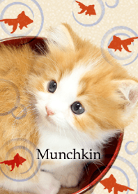 Cute dogcat Japanese Goldfish Munchkin
