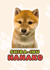 Shiba Inu Hanako*a44*