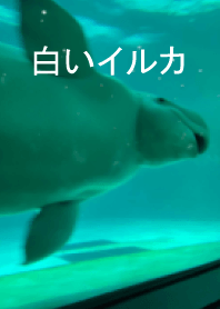 白いイルカで集中モード