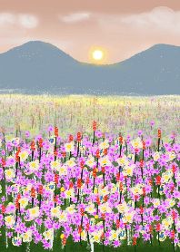 flower fields among the mountains