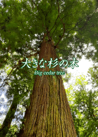 "Big cedar tree" theme