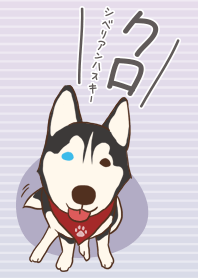 Kuro Siberian Husky