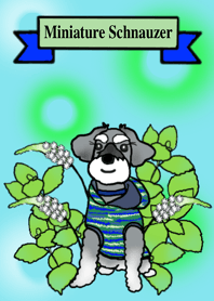 MINT the Schnauzer
