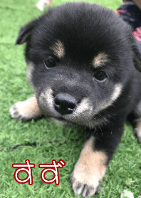 黒柴犬クゥの子ども達 3-すず No.2