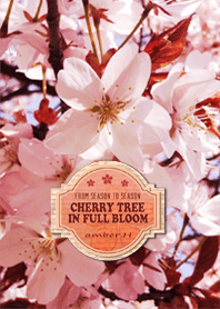 桜 -From season to season3-