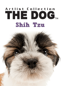 THE DOG Shih Tzu