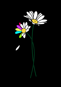 Daisy (Black)