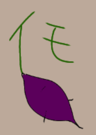 さつまいも～収穫