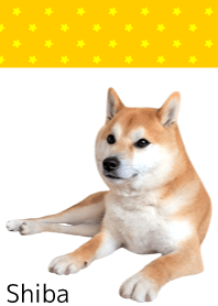 柴犬の日常5【星】