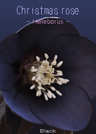 Christmasrose <Helleborus> Black
