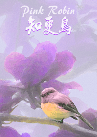 I Love Pink Robin(2)