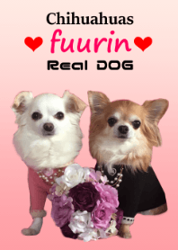 リアルDOG チワワ♥ふうりん♥
