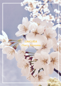 SAKURA-cherry blossoms- theme