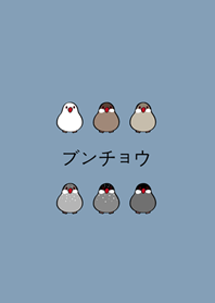 我養的小文鳥(莫蘭迪藍色)