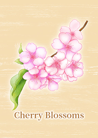 Beautiful Cherry Blossoms 1 / Wheat / EN