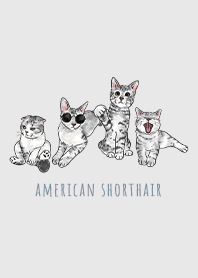 american shorthair1 - light grey