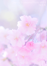 Cherry Blossoms Photo #19-8 Not AI