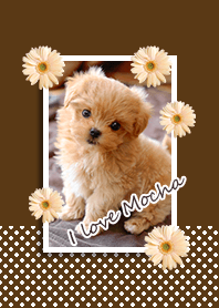 I love Moche