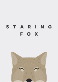 Staring Tibetan sand fox - white & grey