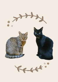 YUKANCO cat