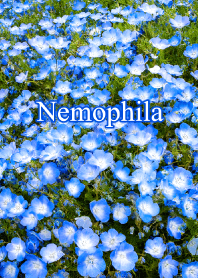"Nemophila vol.3" theme