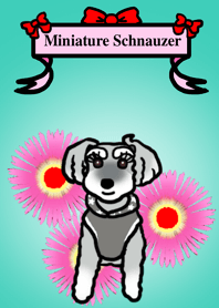 ミニシュナのポムルちゃん