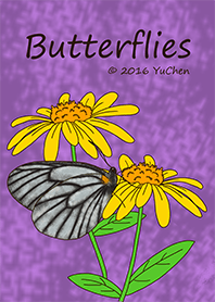 Butterflies & Caterpillar