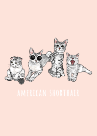american shorthair1 - peach pink