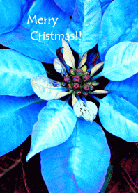 ポインセチアブルー クリスマスフラワー