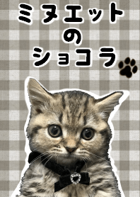 ミヌエットのショコラの子猫写真着せ替え2