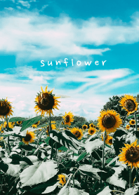 sunflower_01