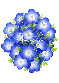 a bouquet of Nemophila