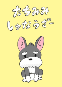 Standing Ears Schna